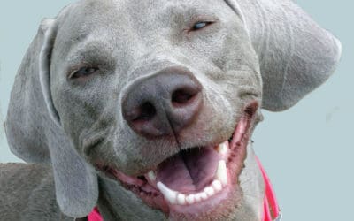 Dental Care and  your Dog