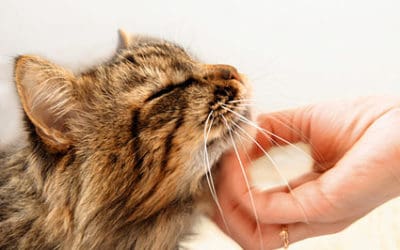 How to Bond with Your Cat