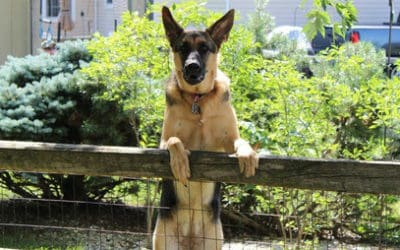 How Your Home Is More Secure By Using A Pet Sitter When Traveling