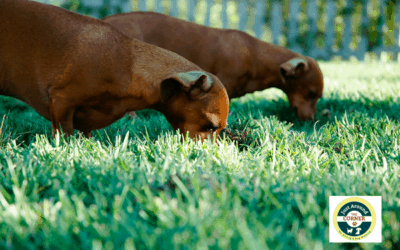 Why does my dog eat poop?
