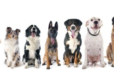 Best Dog Groomers in Plymouth, MA