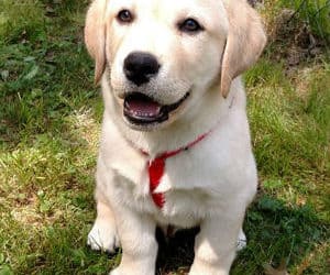Beware of Mushroom Poisoning in Pets
