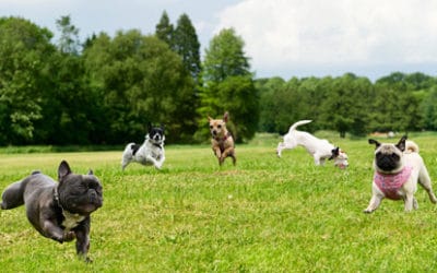 Dog Park Etiquette