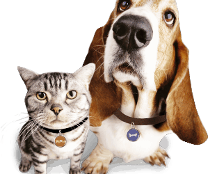 Herbs As Alternative Medicine For Pets….Which Herbs To Avoid