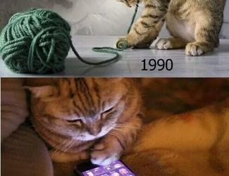 Must Have Apps for Cat Lovers