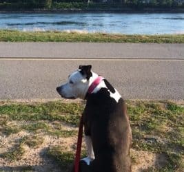 The Best Dog Walking Trails Around Plymouth,MA