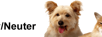 Why You Should Spay or Neuter the Family Pet