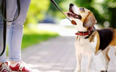 Key Questions to Ask a Dog Walker
