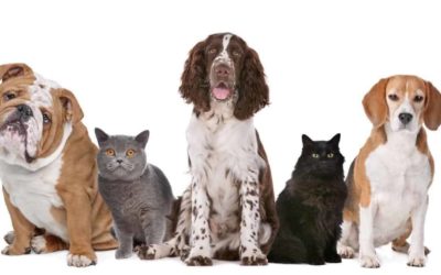 Dog Walking & Pet Care: The New Normal