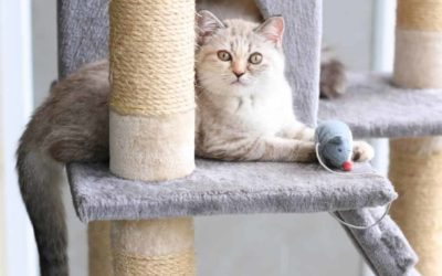 Simple Guide to Adopting a Cat