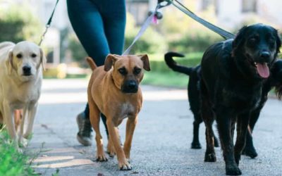 5 Reasons to say YES to hiring a Dog Walker