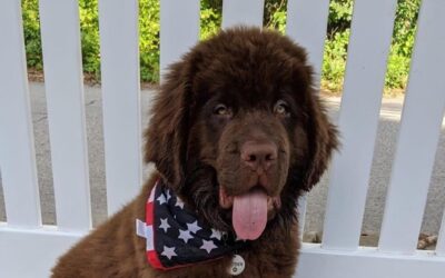Choosing the Right Puppy (Dog) for You