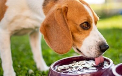 How to Keep Your Pet Hydrated