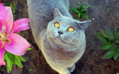 Protect Your Dog and Cat From Toxic Plants and Mushrooms