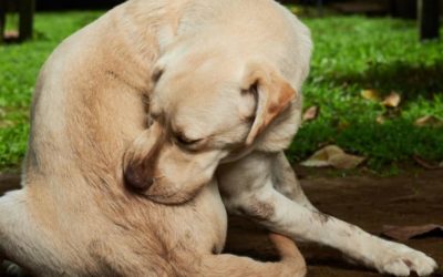 6 Tips to Keep Your Dog and Cat Flea- and Tick-Free