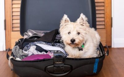 What Are My Pet Care Options When I Go on Vacation?