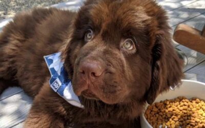 Prepping Your Home for a Puppy: Top 10 Must Haves!