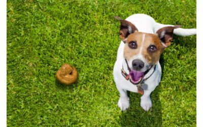 Potty Training Your Puppy 101