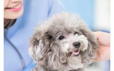 How to Choose the Best Vet for Your Pet
