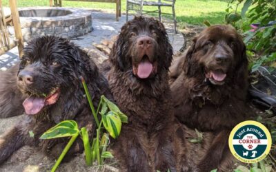 Celebrating National Dog Week