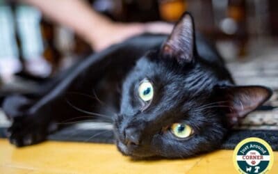 6 Ways to Keep Your Cat Happy