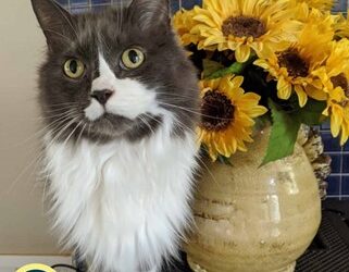 Keeping Your Cat Heathy: 7 Essentials