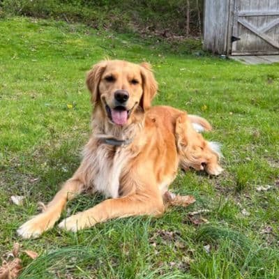 golden retriever in Plymouth, MA.
