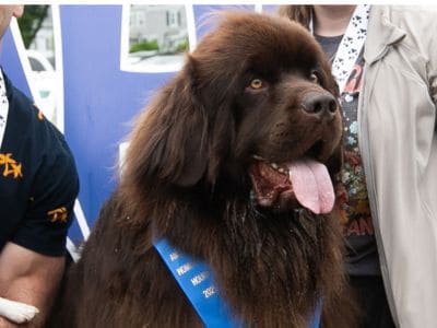 Flynn 2025 Flynn, America's Hometown Hound 2025