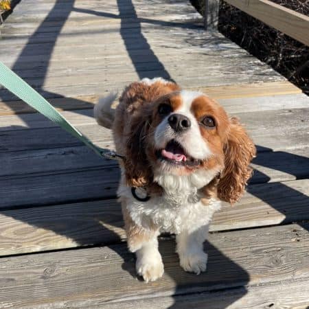 Adventure Walk with a dog in Plymouth MA.