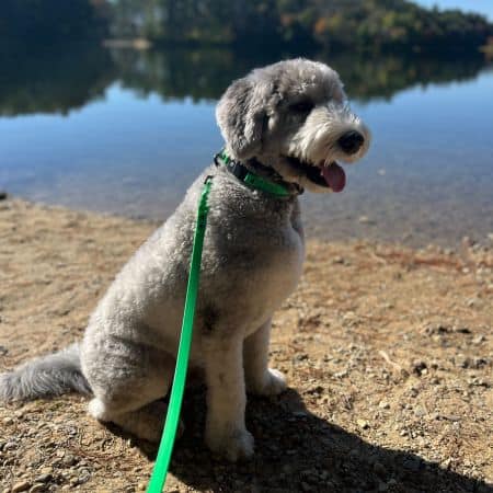 Dog adventure walk by a pond in Plymouth MA.