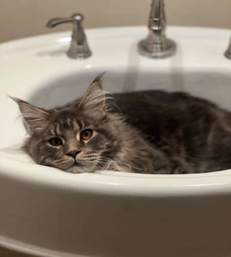 cat relaxing in a sink.
